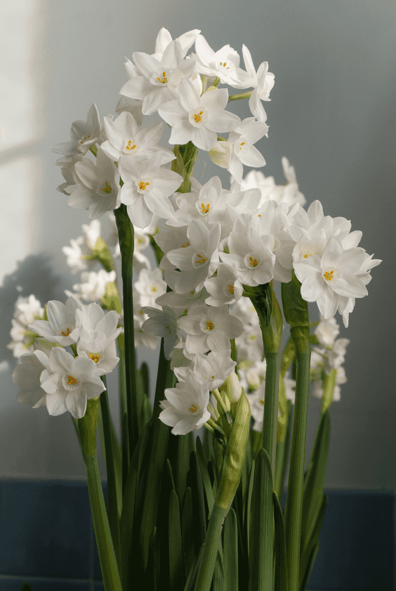 Paperwhites