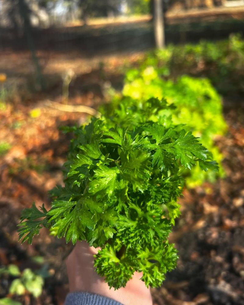 Parsley