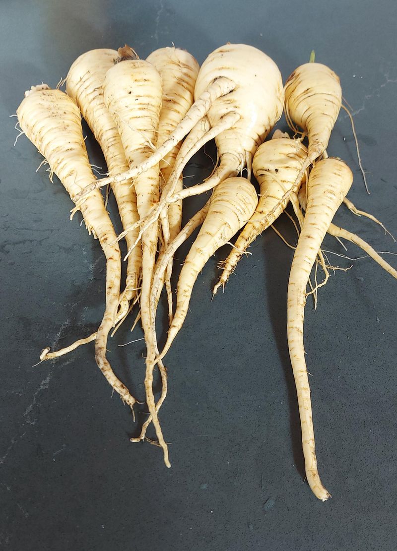 Parsnips