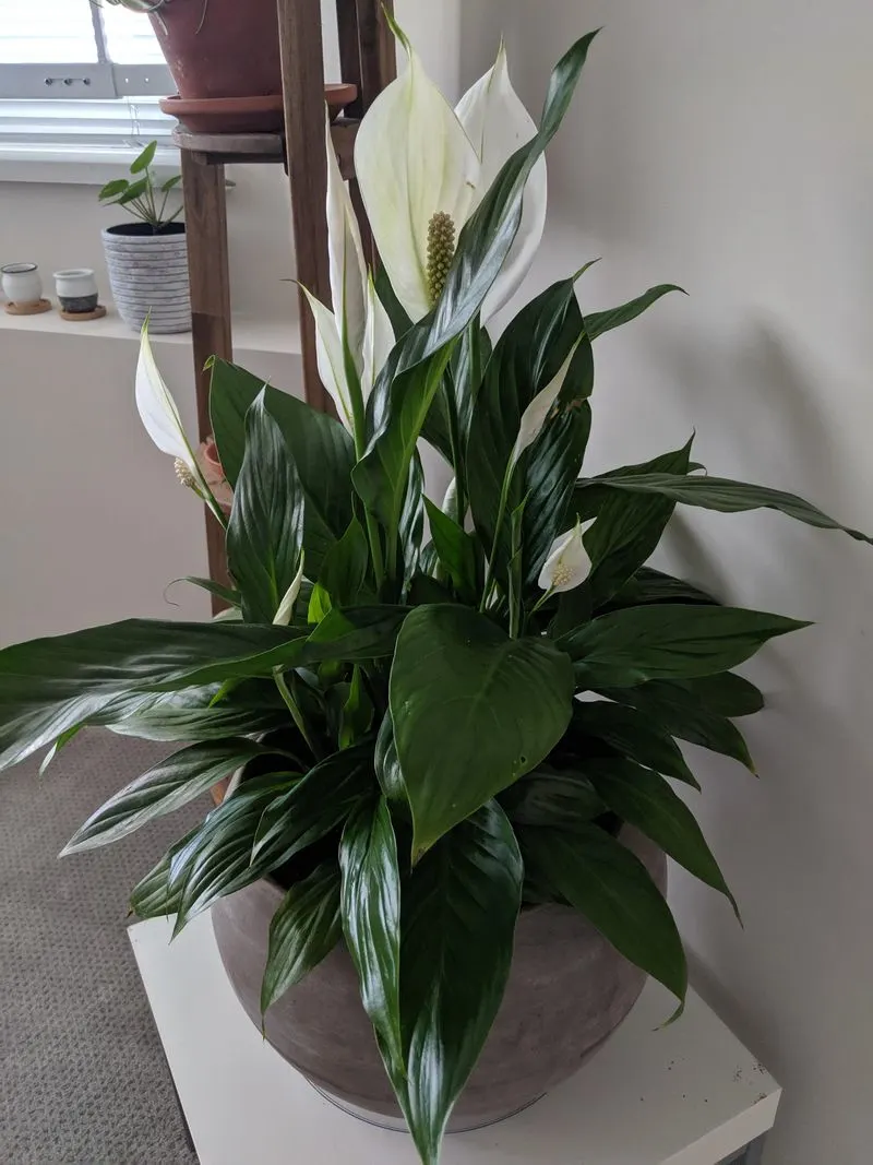 Peace Lily