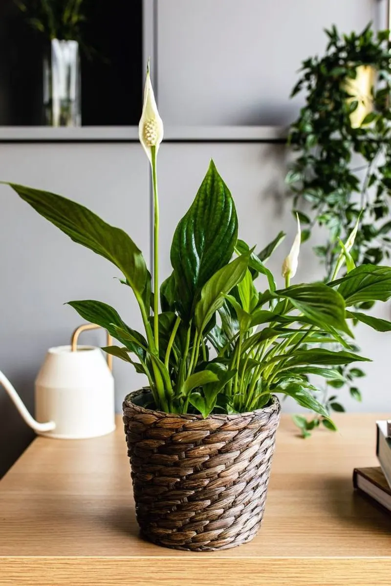 Peace Lily