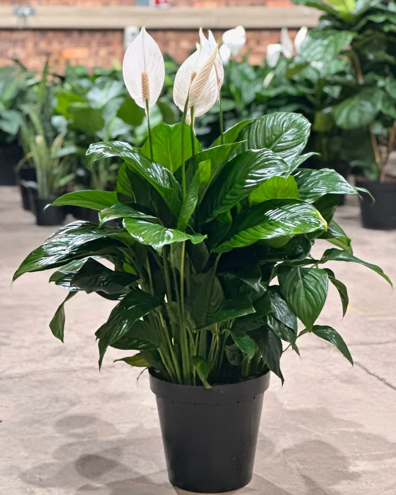 Peace Lily