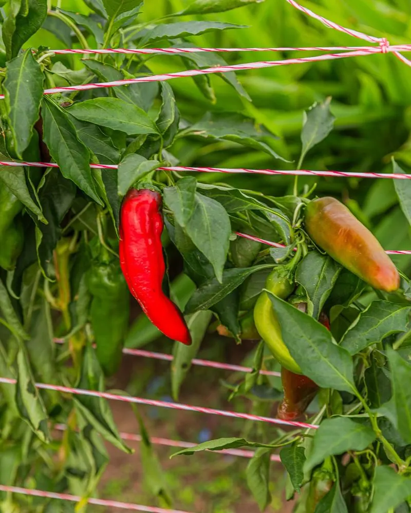 Peppers and Fennel