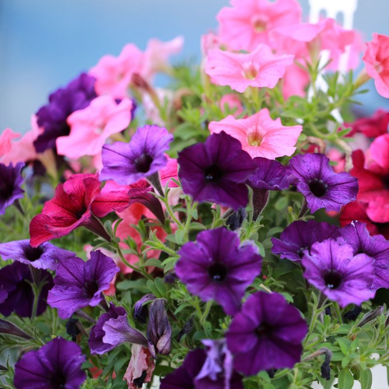 Petunias