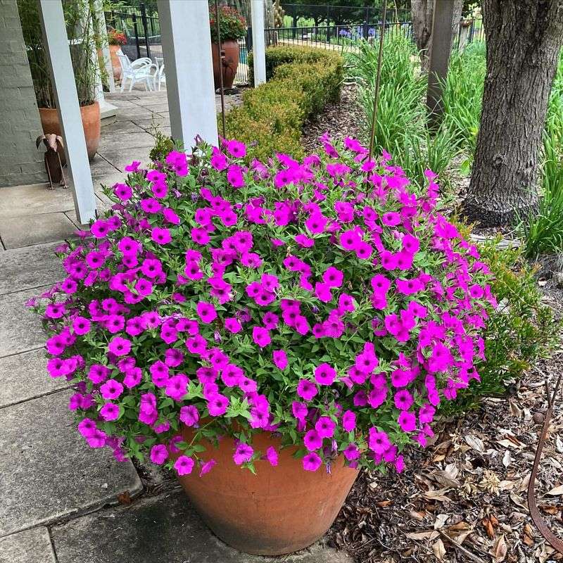 Petunias