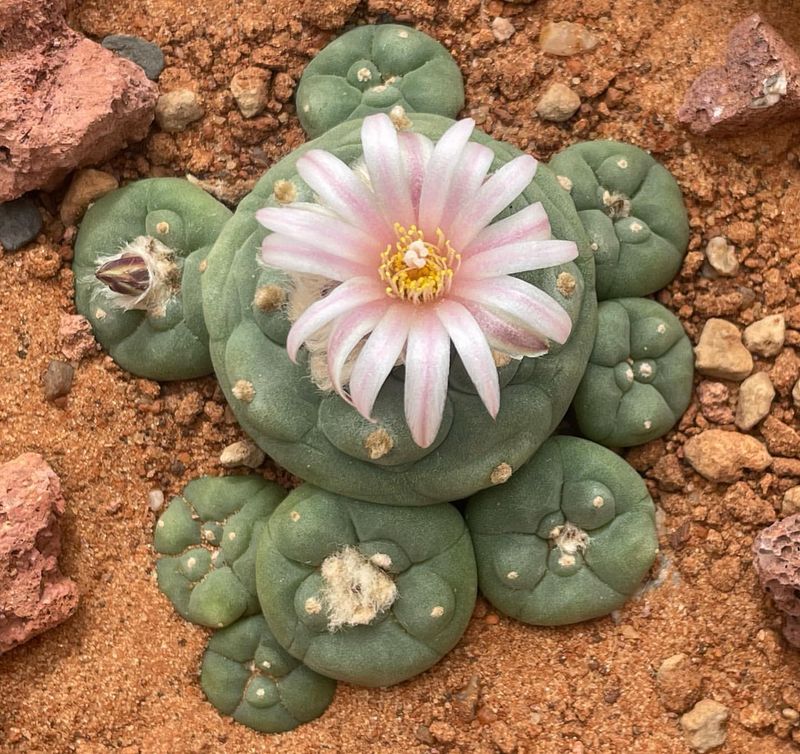 Peyote