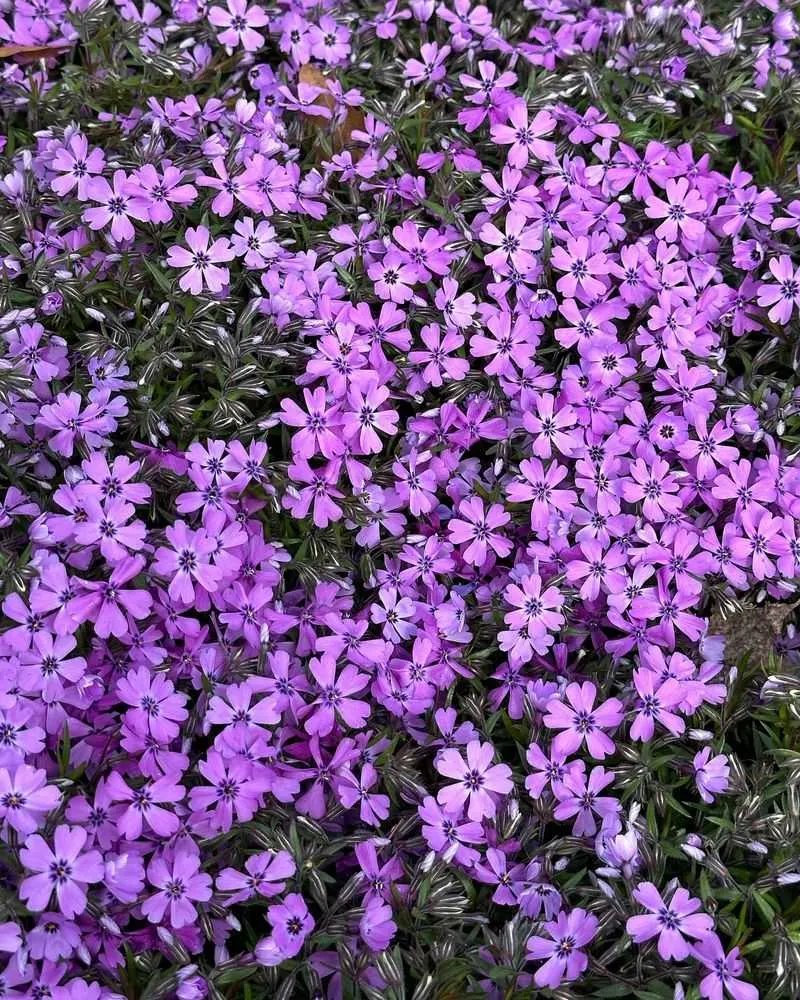 Phlox Subulata