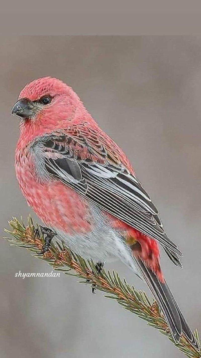 Pine Grosbeak