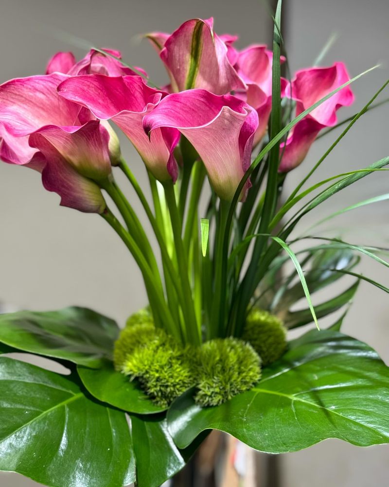 Pink Calla Lily