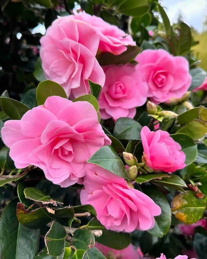 Pink Camellia