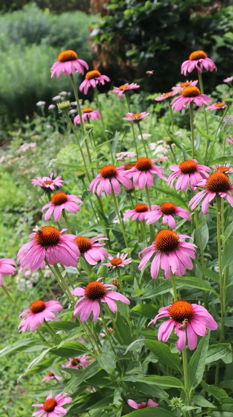 Pink Coneflower