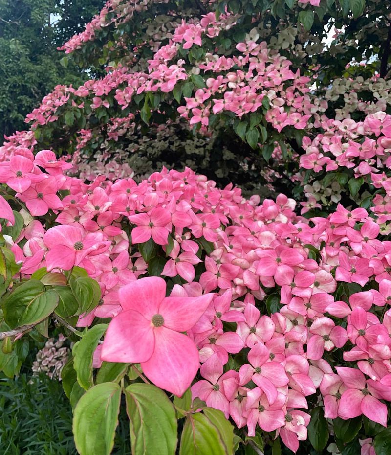 Pink Dogwood