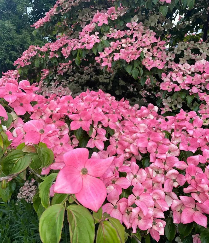 Pink Dogwood