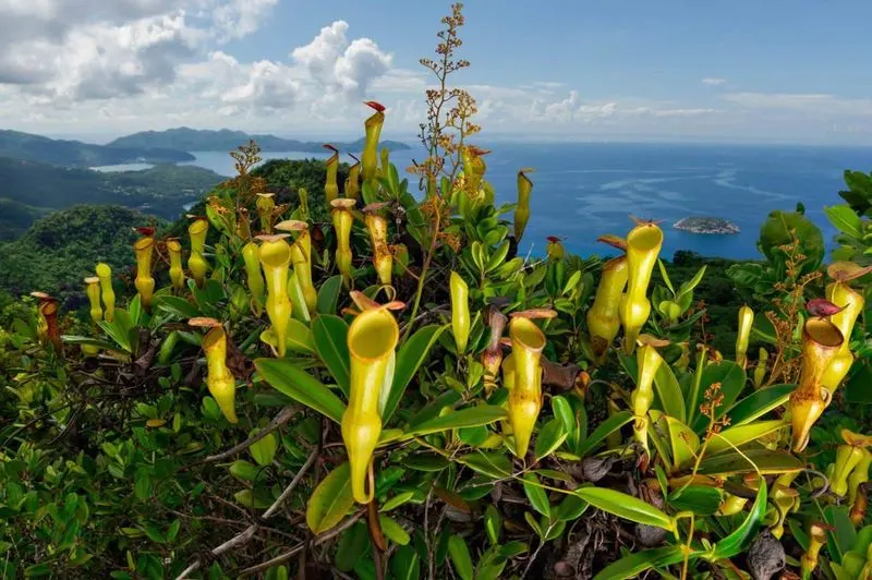 Pitcher Plant