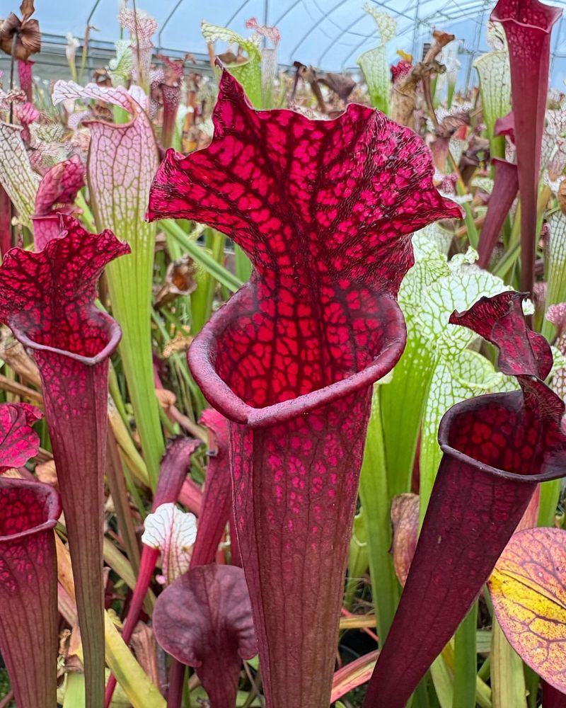 Pitcher Plant