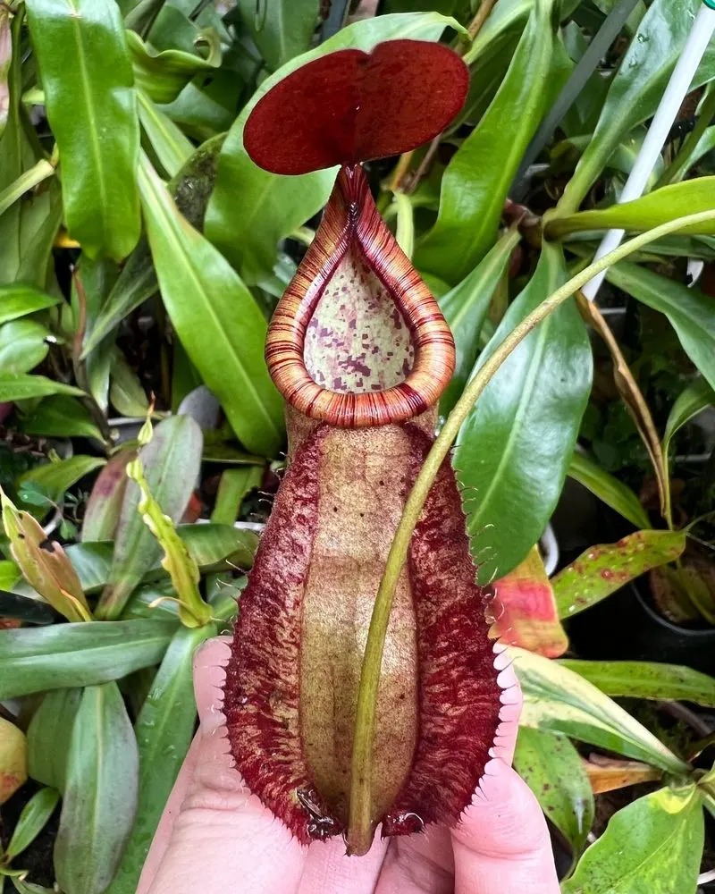 Pitcher Plant