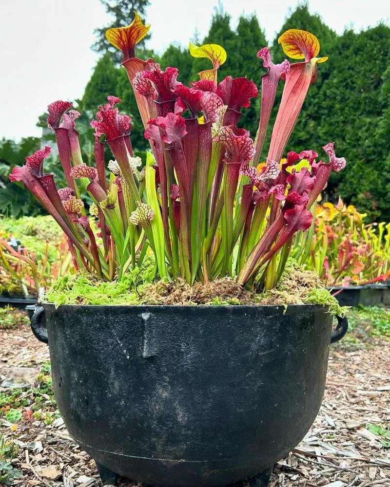 Pitcher Plant