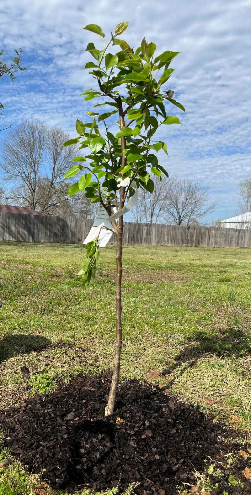 Plant a Tree