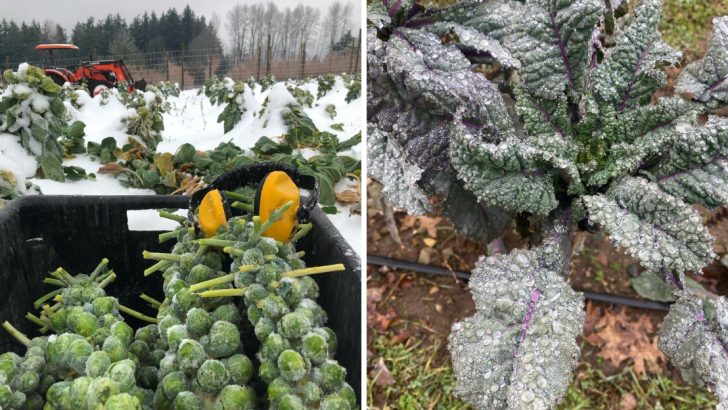 Experts Reveal 10 Plants You Can Grow Even in December’s Chill