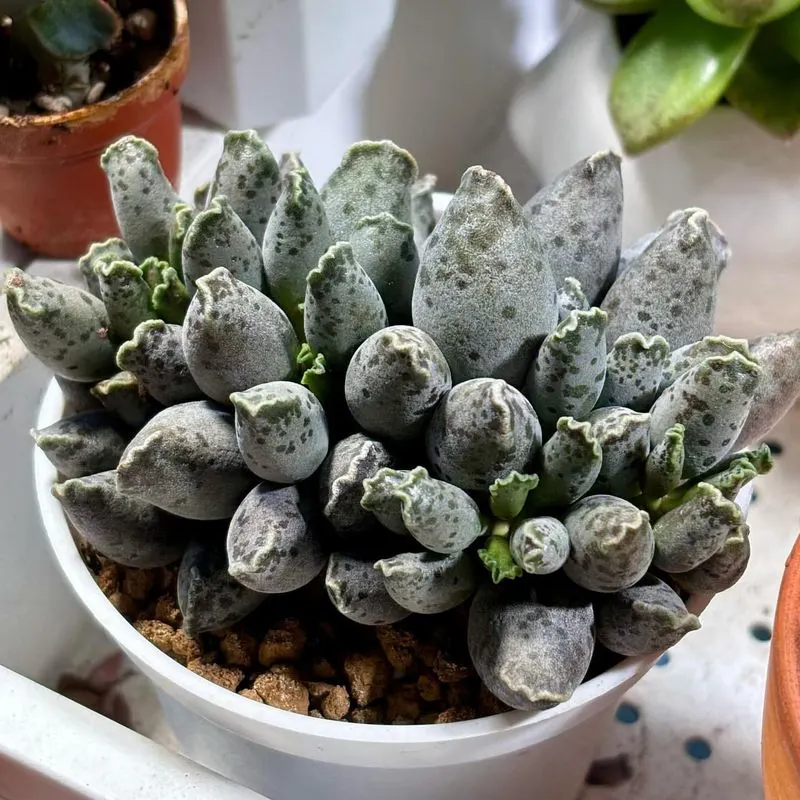 Plover Eggs (Adromischus cooperi)