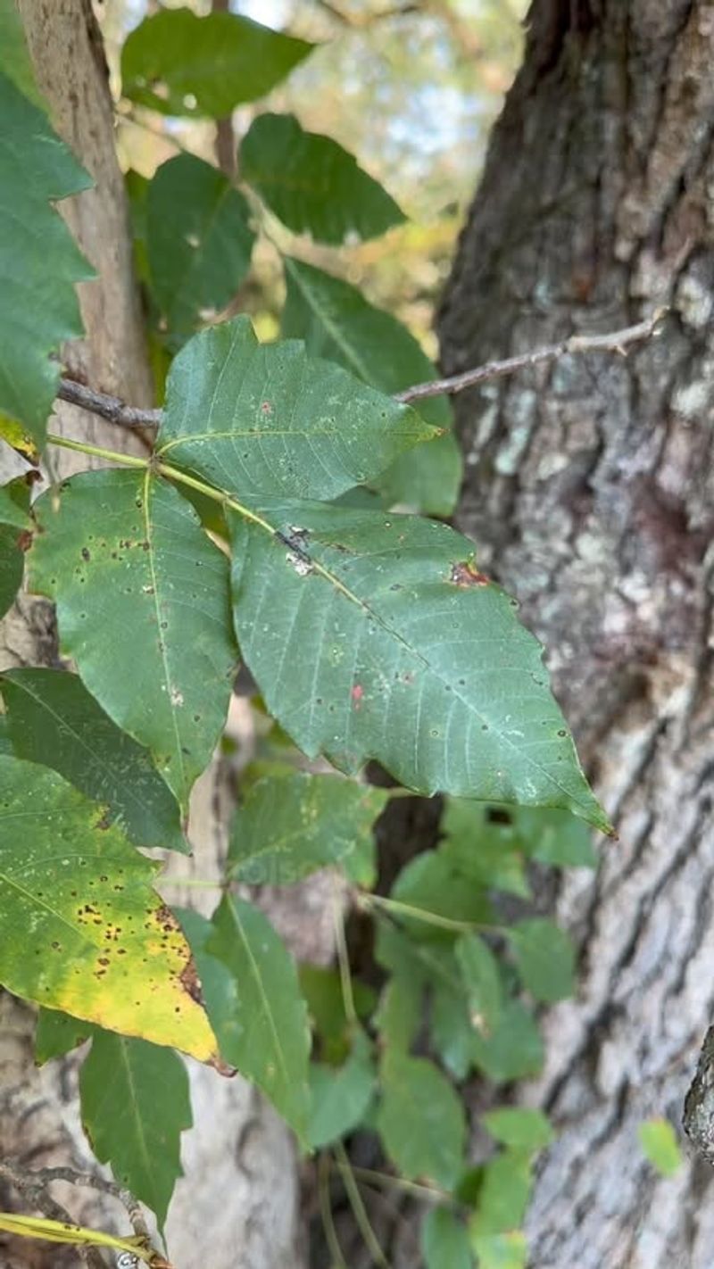 Poison Ivy