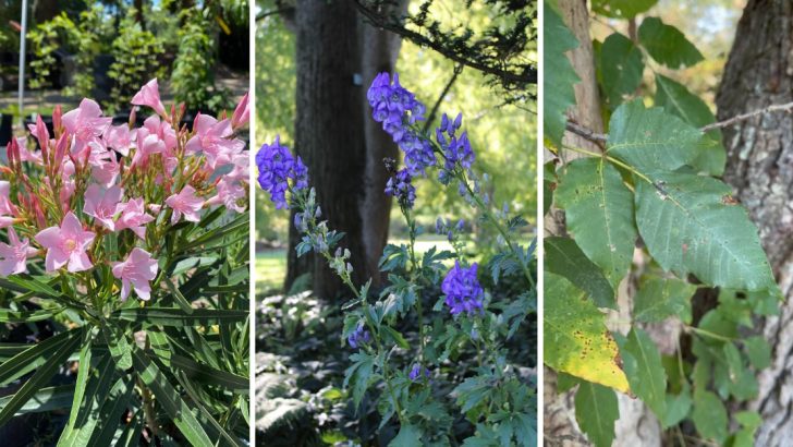 9 Poisonous Plants That Might Be Hiding in Your Garden Right Now