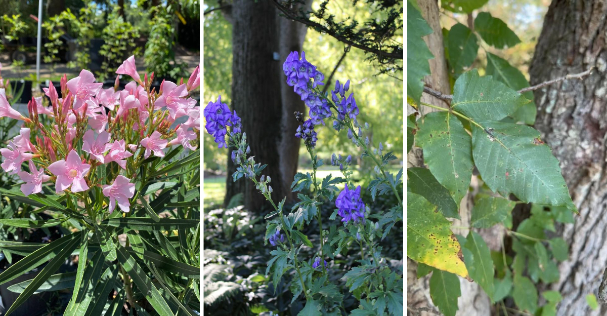 Poisonous Plants That Might Be Hiding in Your Garden Right Now