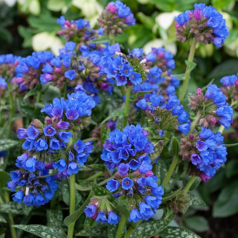 Pulmonaria (Lungwort)