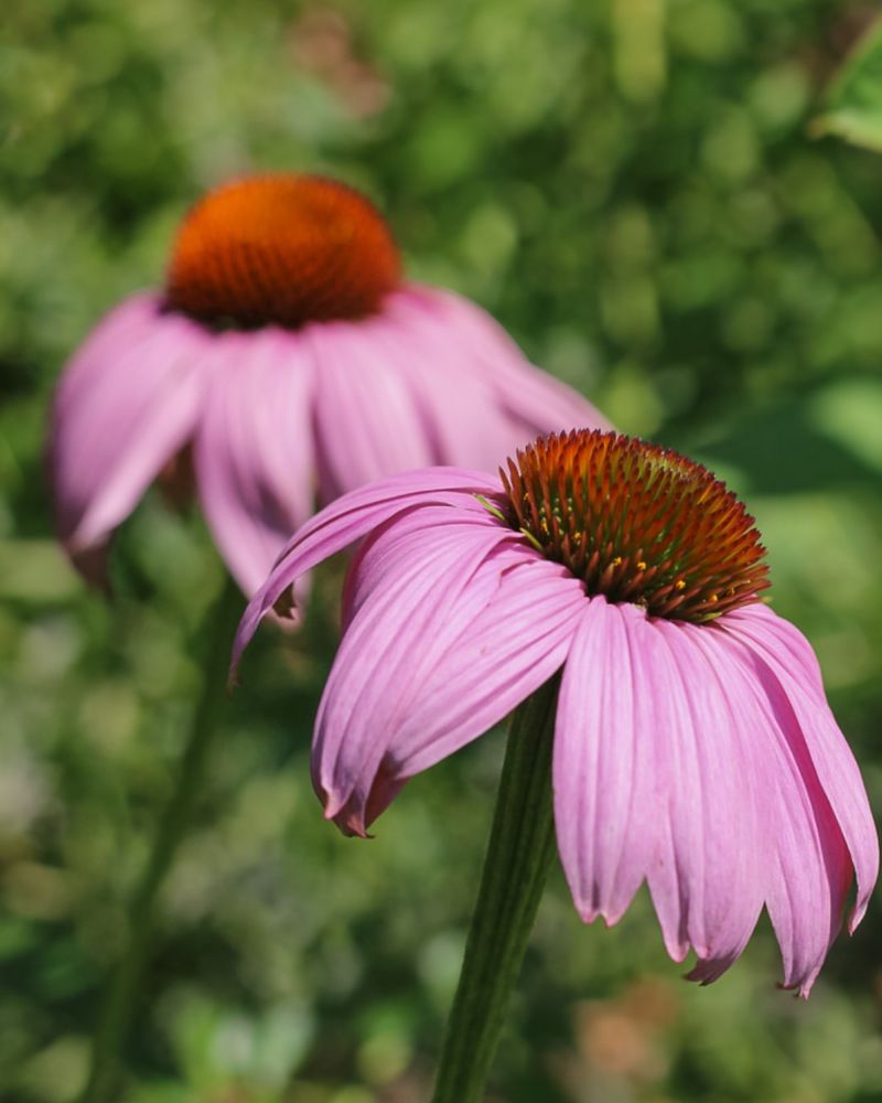 Purple Coneflower