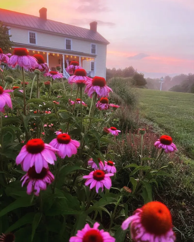 Purple Coneflower