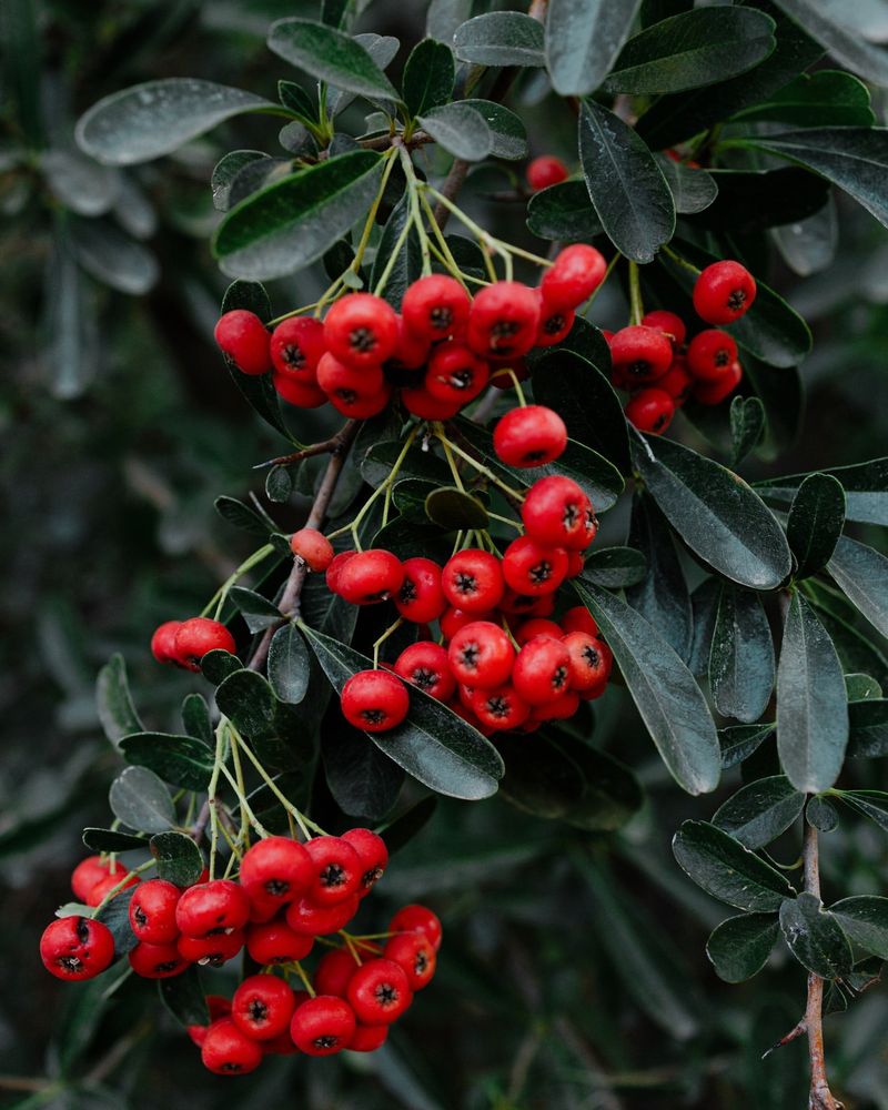 Pyracantha