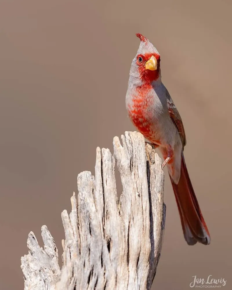 Pyrrhuloxia