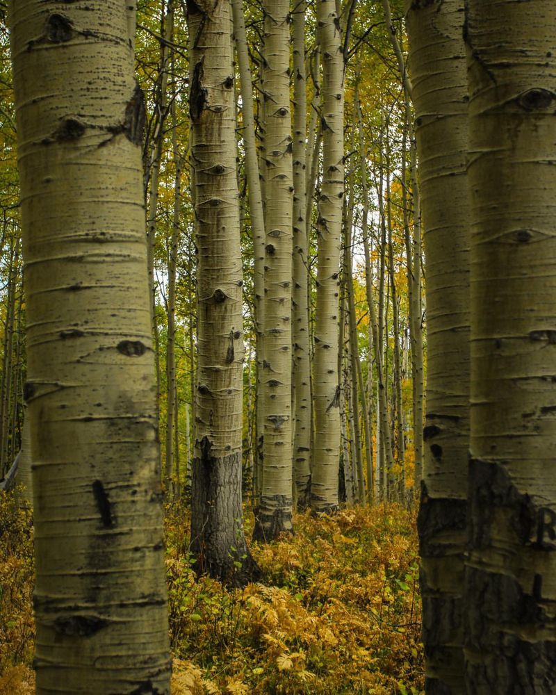 Quaking Aspen