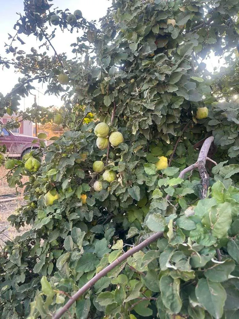 Quince Tree