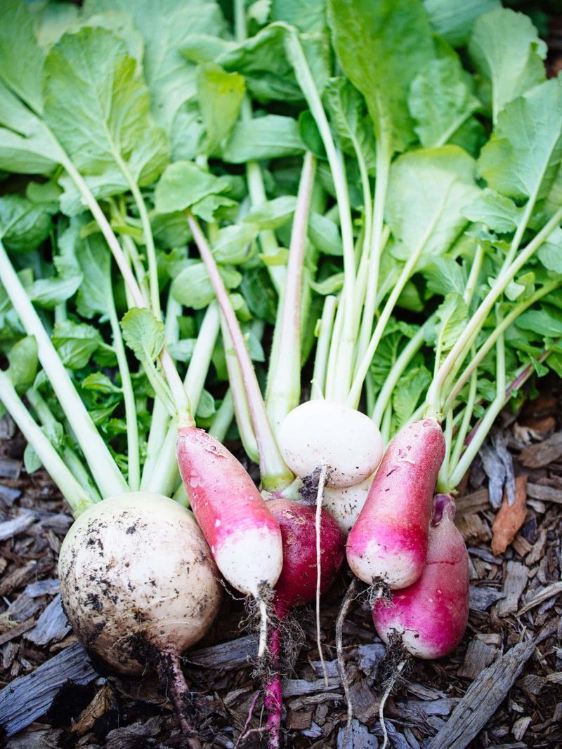 Radishes