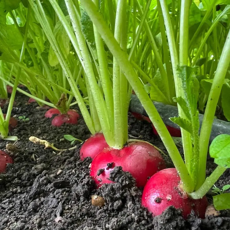 Radishes and Hyssop