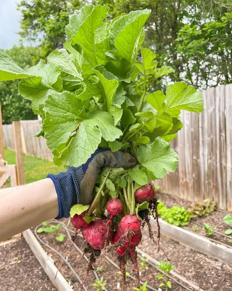 Radishes