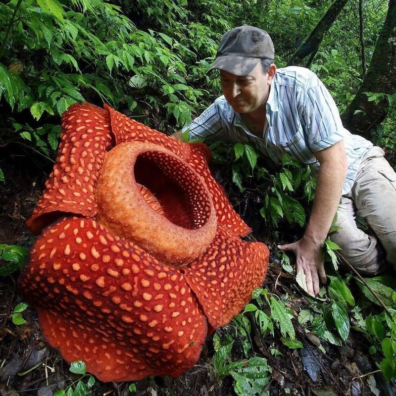 Rafflesia