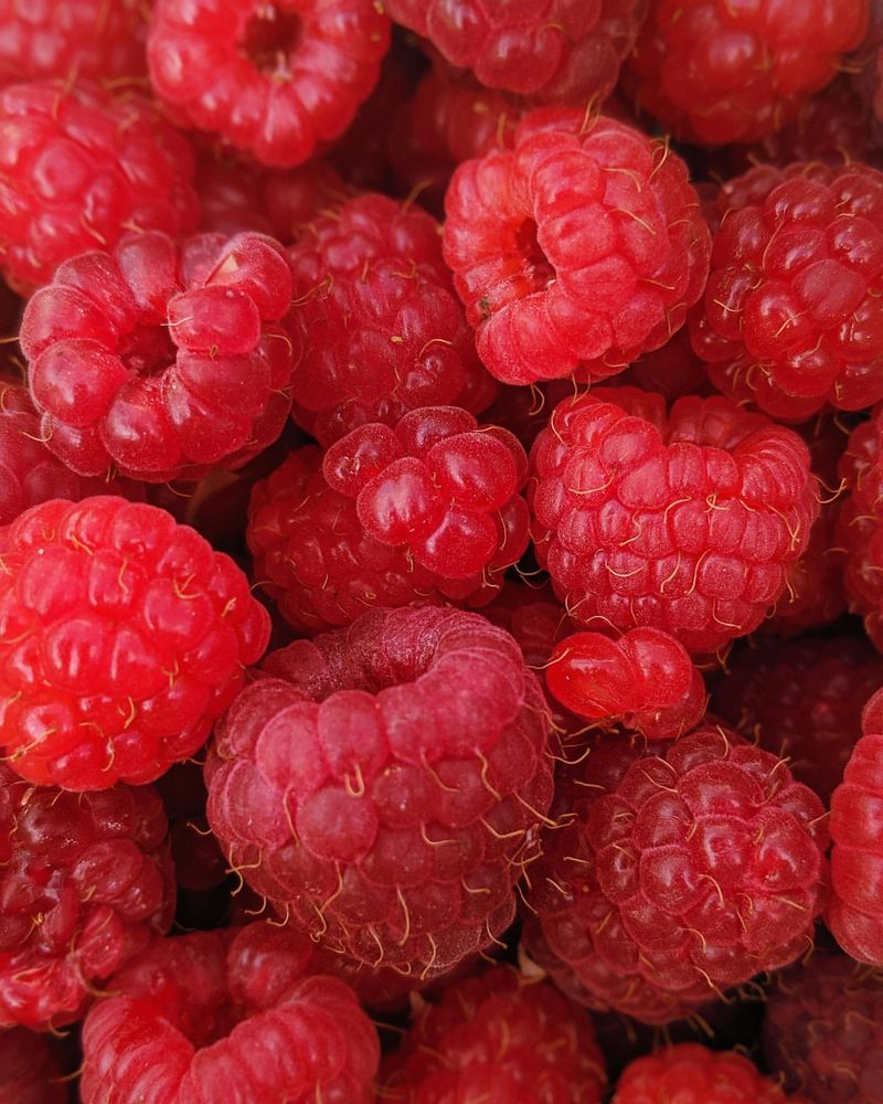 Raspberry (Rubus idaeus)