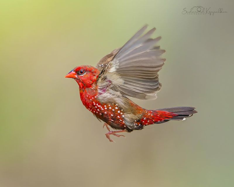 Red Avadavat