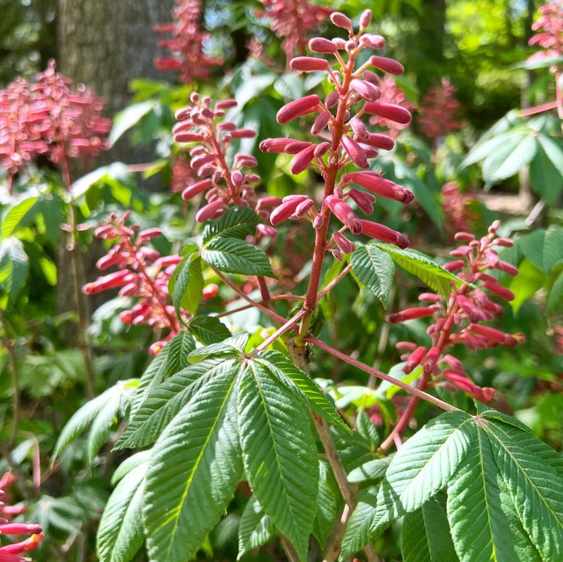 Red Buckeye