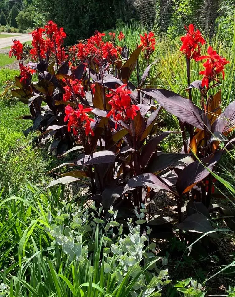 Red Canna