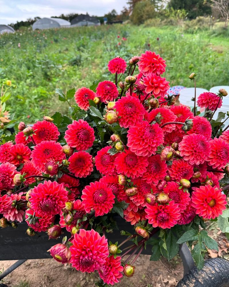 Red Chrysanthemum