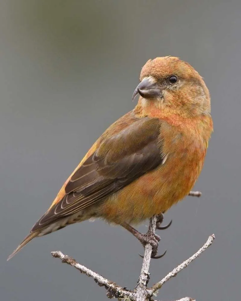 Red Crossbill