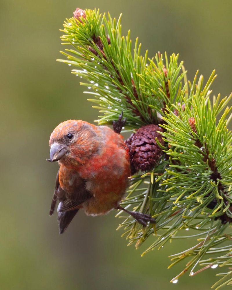 Red Crossbill