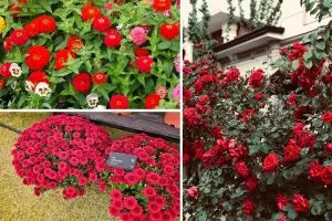 Red Flowers That Will Add Romance and Elegance to Your Garden