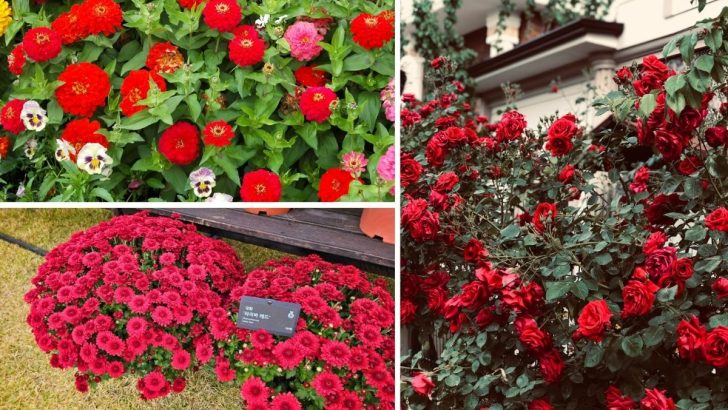 15 Red Flowers That Will Add Romance and Elegance to Your Garden Like You’ve Never Seen Before