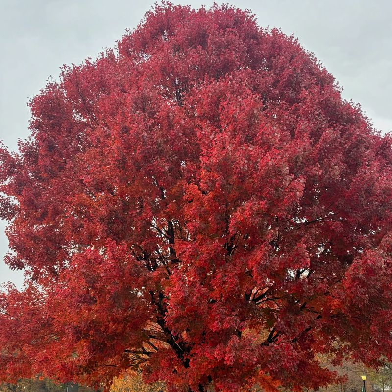 Red Maple