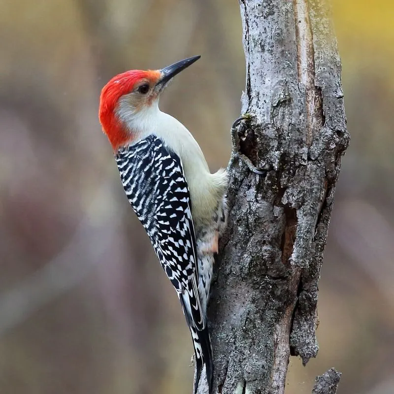 Red-bellied Woodpecker