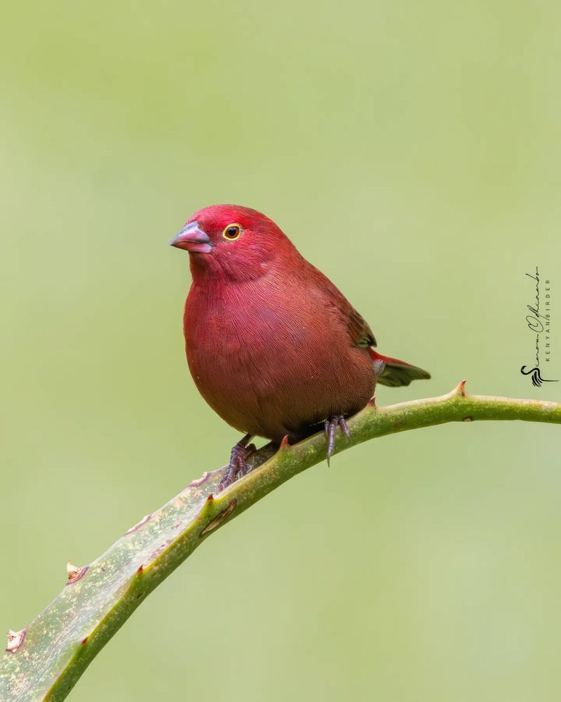 Red-billed Firefinch